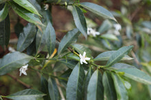 Load image into Gallery viewer, Ethiopia - Halo Beriti