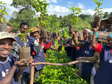 Load image into Gallery viewer, Ethiopia - Guji Megadu Natural Plot Duba