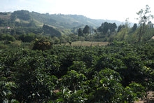 Load image into Gallery viewer, Costa Rica - Los Cipreses