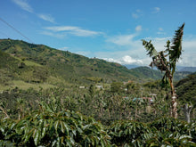 Load image into Gallery viewer, Colombia DECAF – El Carmen