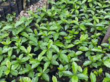 Load image into Gallery viewer, Mexico - Yoloxochitlán