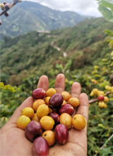 Load image into Gallery viewer, Peru - Moises Marin Mires