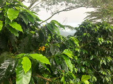 Load image into Gallery viewer, Colombia - Attia - Guayabos Café Agrario