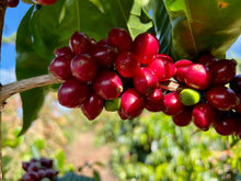 Load image into Gallery viewer, El Salvador - WILLIAM DÍAS