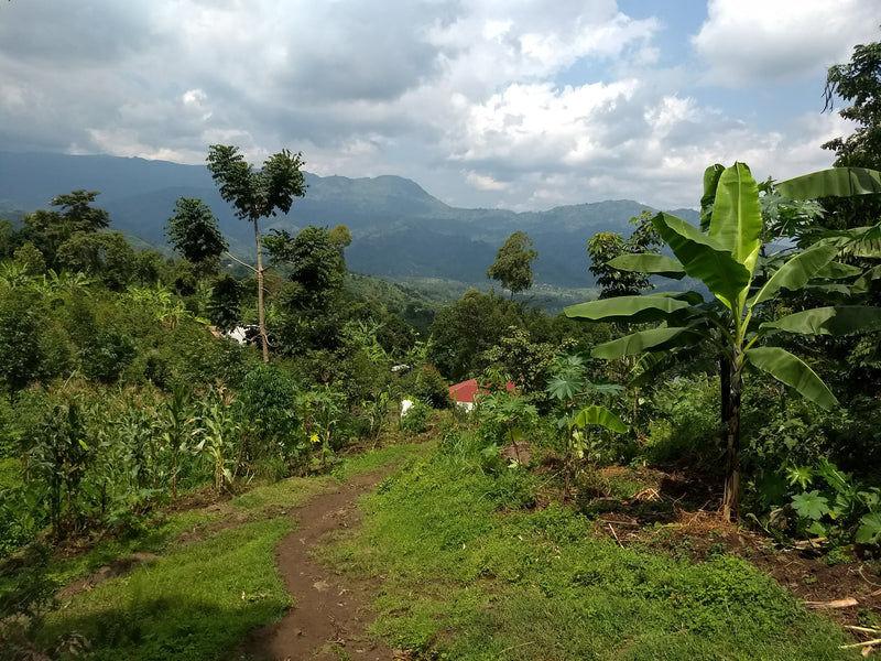 Focus on a Farm: The Coffee Gardens - Uganda