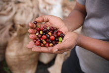 Load image into Gallery viewer, Ethiopia - Halo Beriti
