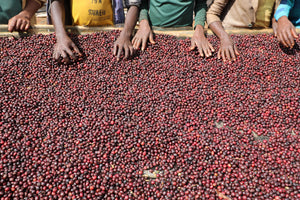 Ethiopia - Halo Beriti