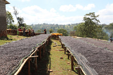 Load image into Gallery viewer, Ethiopia - Halo Beriti
