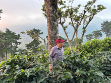 Load image into Gallery viewer, El Salvador - Finca Los Naranjos
