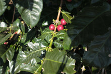 Load image into Gallery viewer, Costa Rica - Los Cipreses
