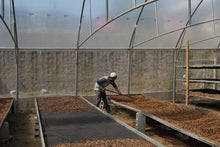 Load image into Gallery viewer, Costa Rica - Los Cipreses
