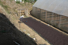 Load image into Gallery viewer, Costa Rica - Los Cipreses
