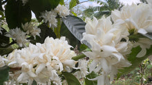 Load image into Gallery viewer, El Salvador - WILLIAM DÍAS
