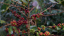 Load image into Gallery viewer, Indonesia - Ijen - Kayumas
