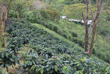 Load image into Gallery viewer, Colombia - Acc Attia El Silencio
