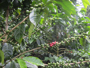 Nicaragua - Las Naranjas