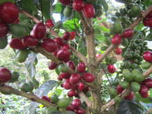 Load image into Gallery viewer, Nicaragua - Las Naranjas
