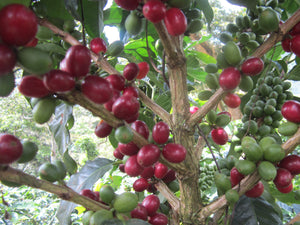 Nicaragua - Las Naranjas