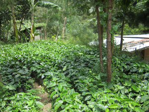 Nicaragua - Las Naranjas