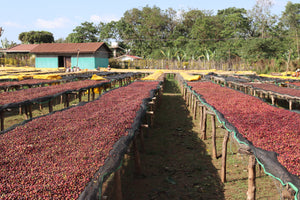 Ethiopia - Halo Beriti