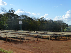 Brazil - Fazenda Pantano
