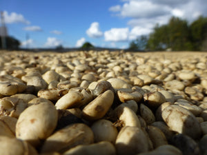 Brazil - Fazenda Pantano