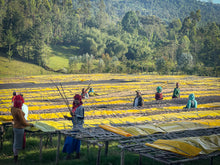 Load image into Gallery viewer, Ethiopia - G1 Bochesa
